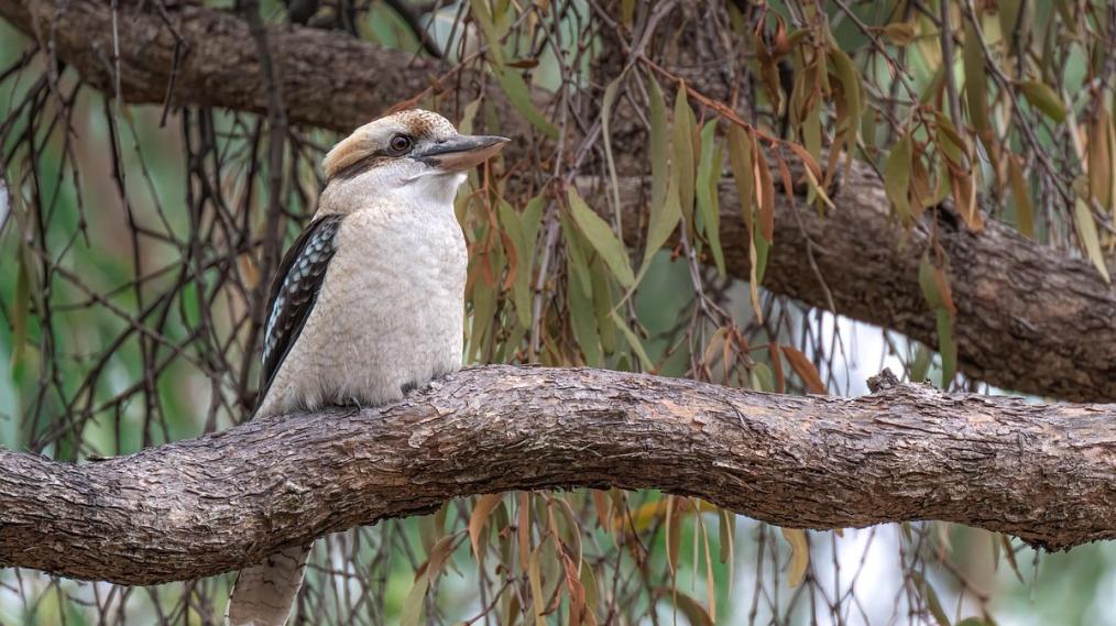 Kookaburra bird pirched on a tree branch.